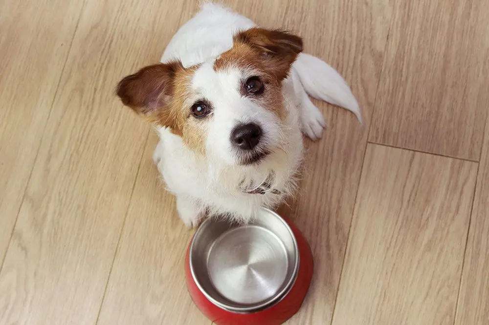 Comment choisir la meilleure gamelle pour votre chien?