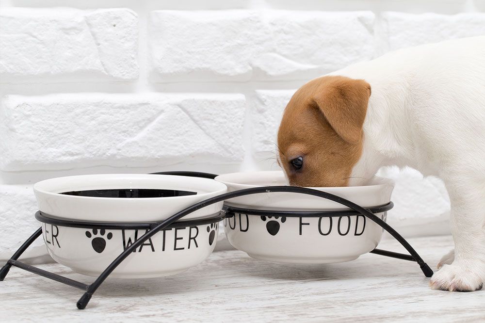 Comment nettoyer la mangeoire de votre chien