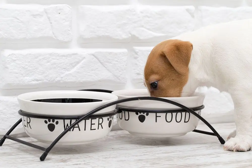 Comment nettoyer la mangeoire de votre chien