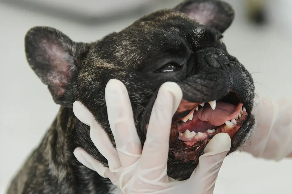 Comment prévenir et traiter les problÚmes de santé dentaire chez les chiens adultes