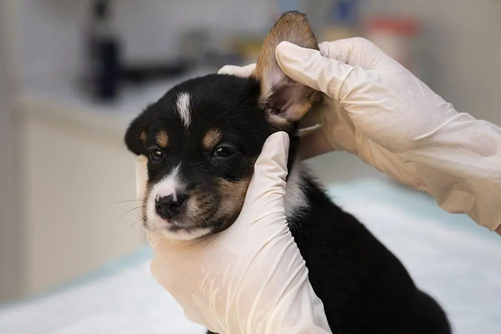 Comment prevenir otite chez les chiens