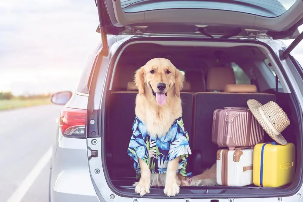 Conoce los mejores productos para viajar con tu perro: ¡Equipados para la aventura!