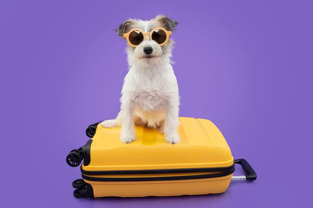 Consejos para viajar con perro: aventuras inolvidables con tu mascota