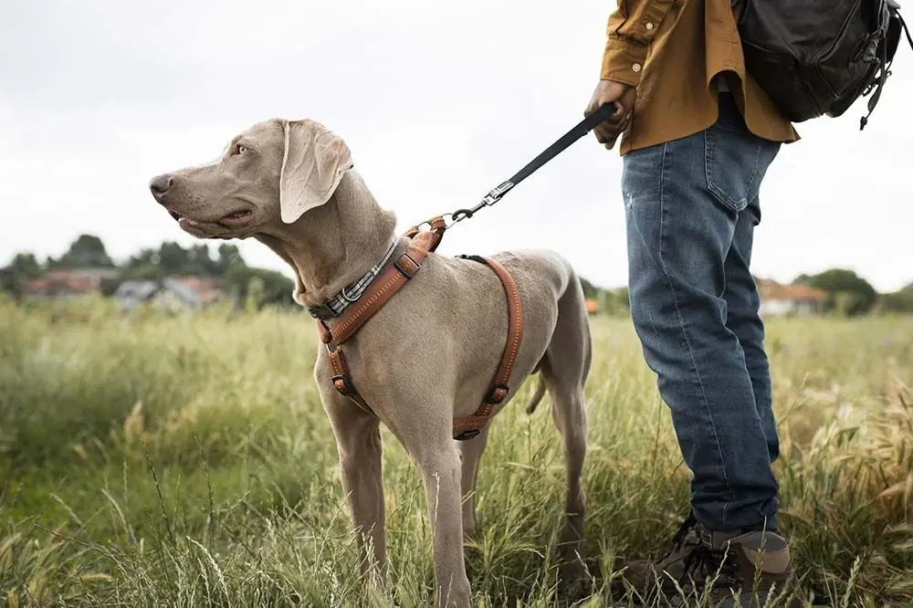 Consideraciones especiales segun el destino con tu perro