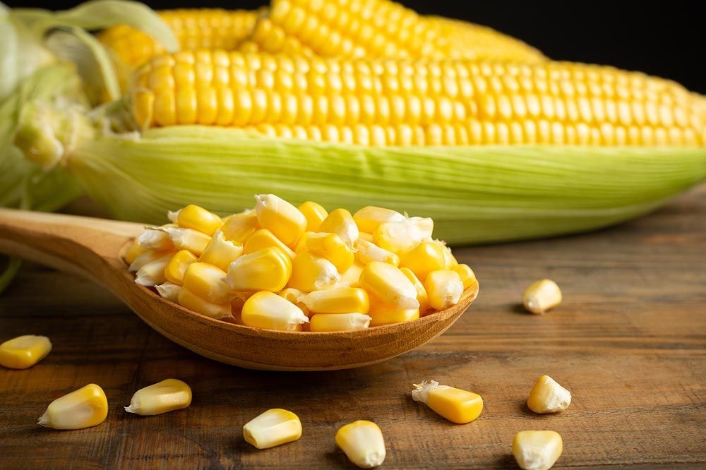Considerazioni sul mais nella dieta per cani