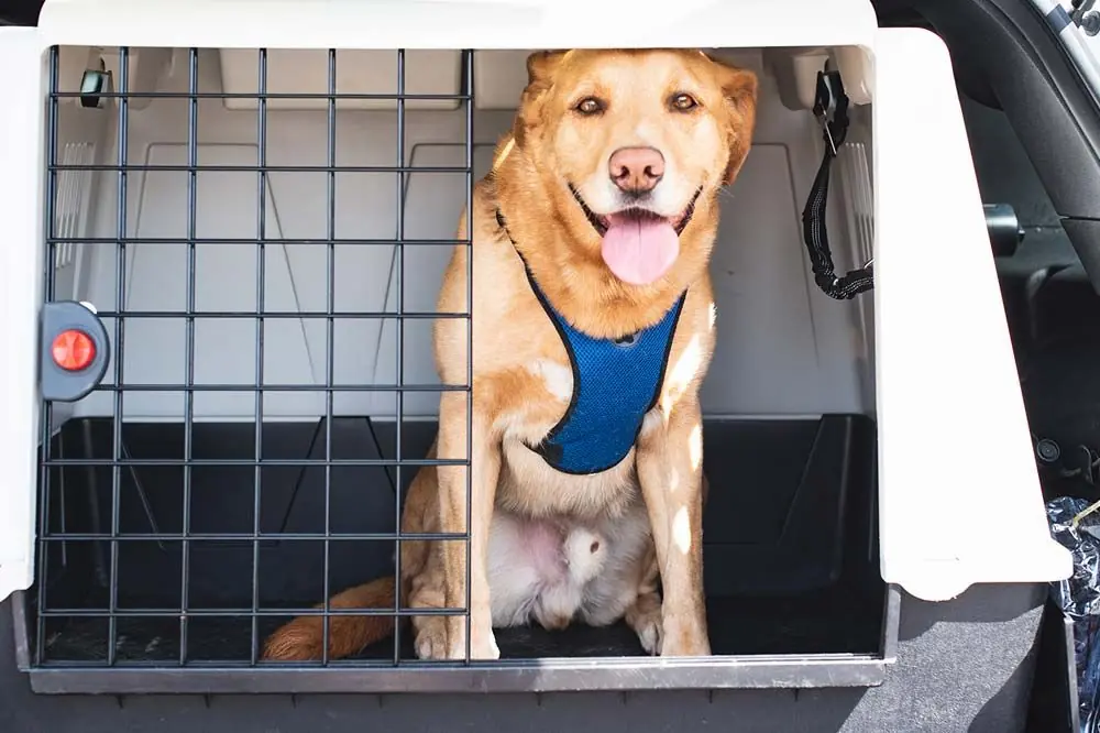 Cuidados y recomendaciones durante el viaje con tu perro