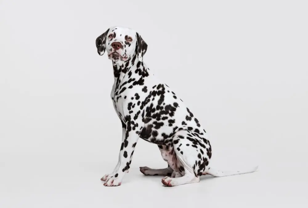Dalmata