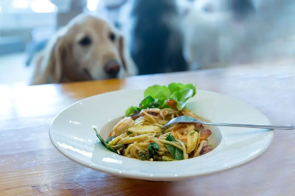 Deliziosa pasta per cani: Scopri se è sicura e salutare per il tuo fedele amico peloso