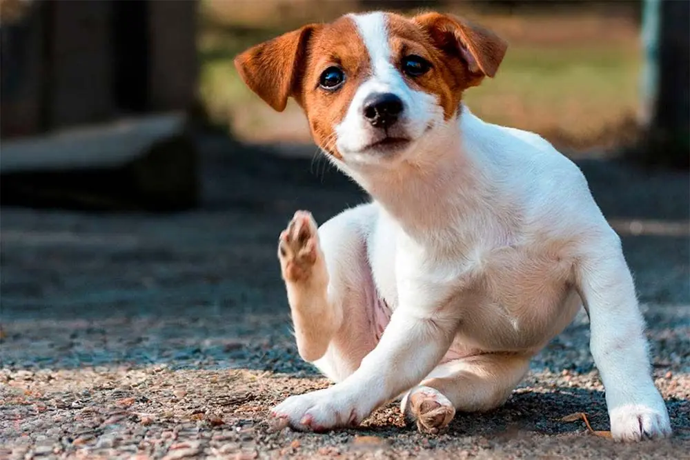 Dermatite nei cani: alimentazione corretta per prevenirla