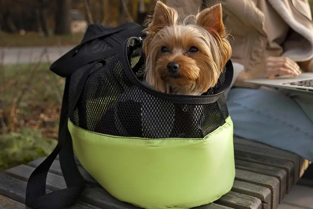 Descubre las bolsas de viaje perfectas para llevar a tu perro a todas partes