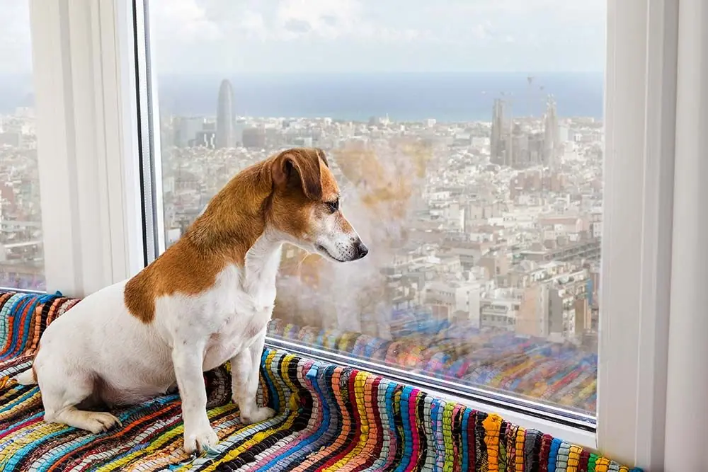 Descubre estos increíbles destinos pet-friendly para viajar con tu mejor amigo peludo