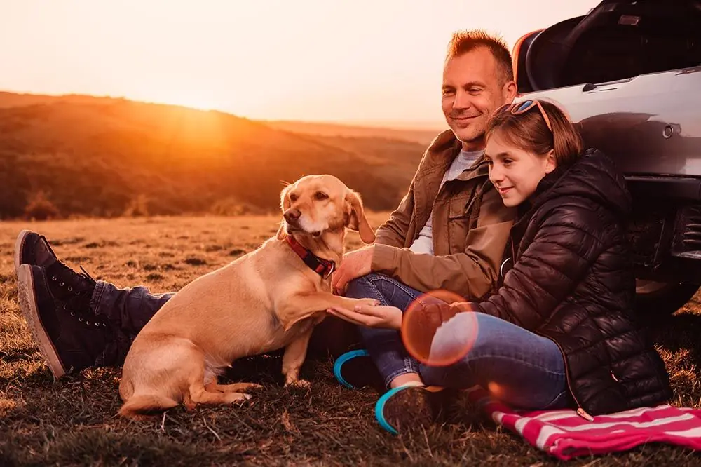 Documentación imprescindible para viajar con tu perro sin contratiempos