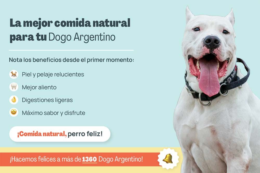 Dogo argentino mejor comida natural