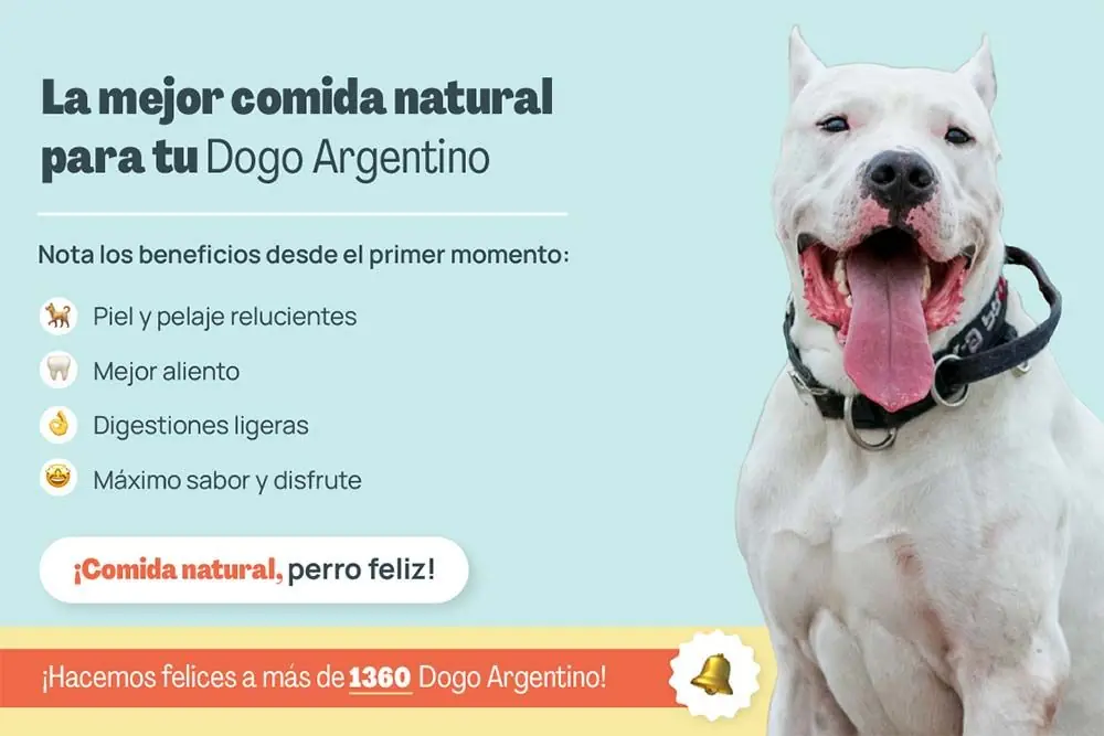 Dogo argentino mejor comida natural