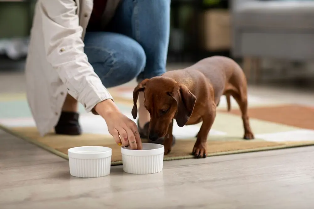 Dueña sirviendo comida a su perro salchicha con cariño