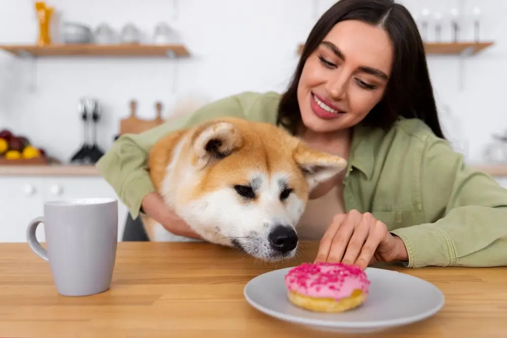 Dueña ofreciendo un dulce a su perro Shiba Inu