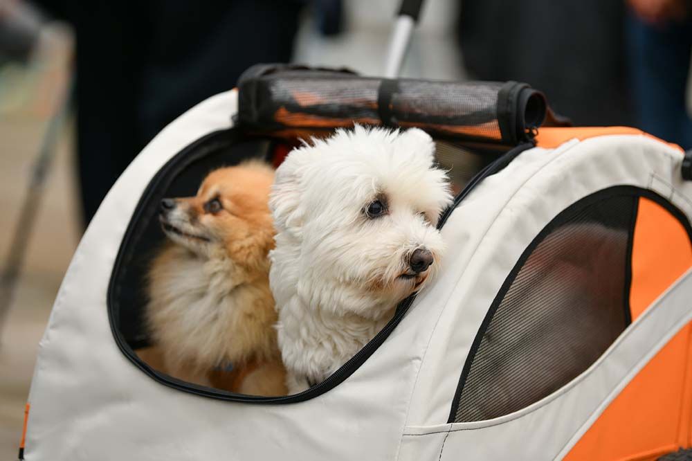 Evitaras el estres y la ansiedad en una bolsa para perros