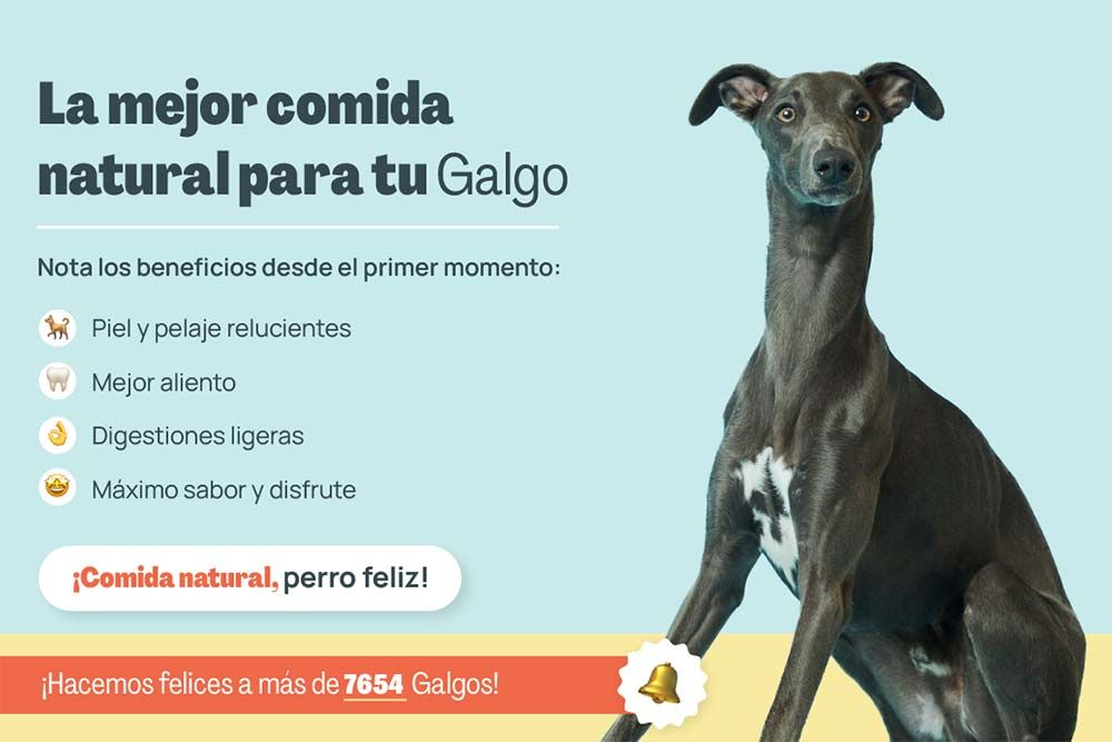 Galgo mejor comida natural
