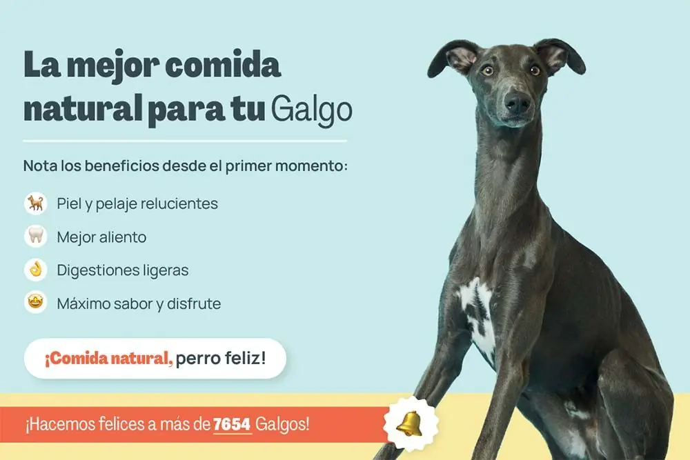 Galgo mejor comida natural