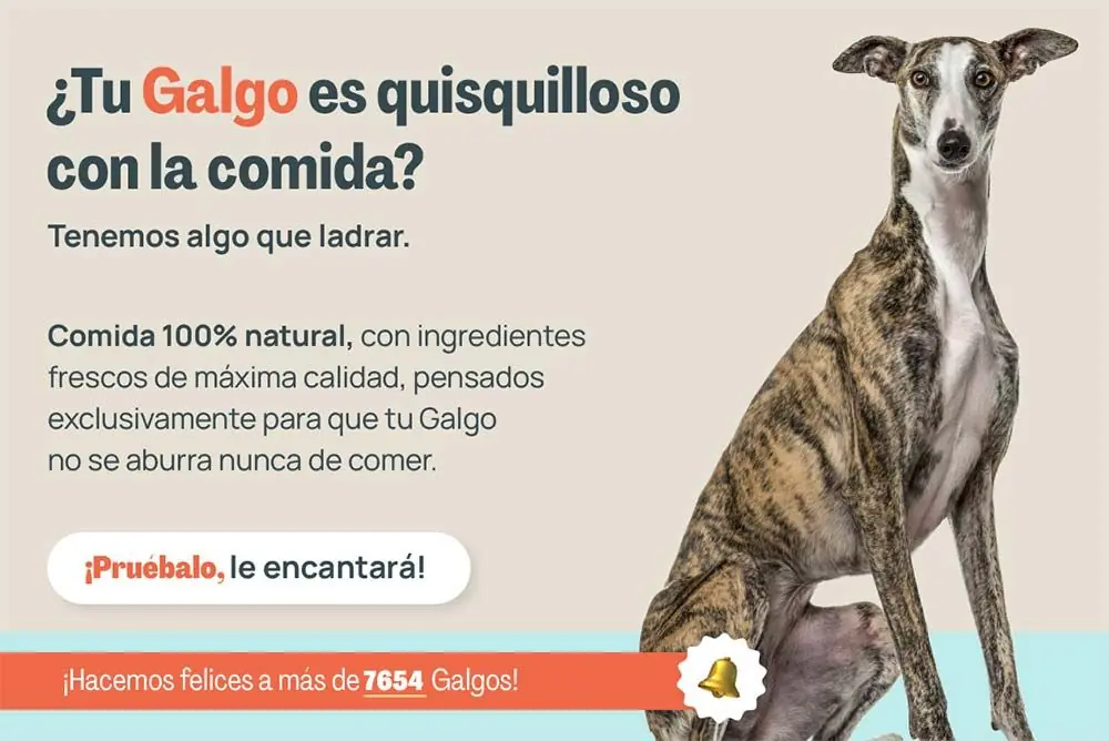 Galgo quisquilloso