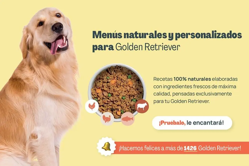 Golden retriever menus naturales