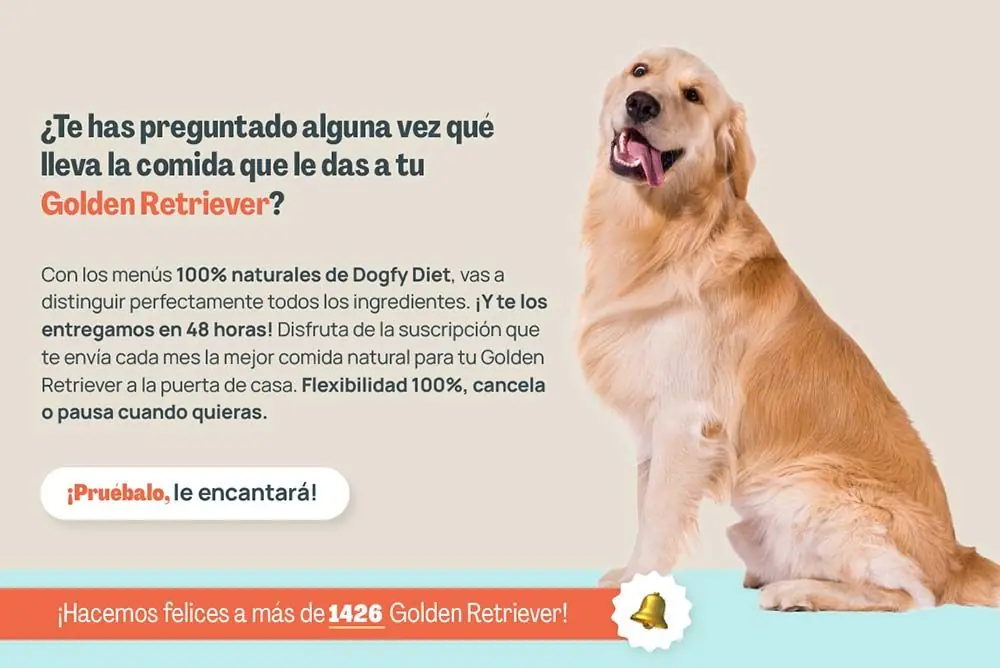 Golden retriever te has preguntado