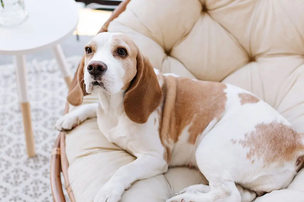 Los mejores hoteles que admiten mascotas en Madrid