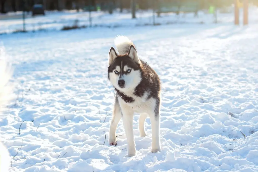 Husky Siberiano