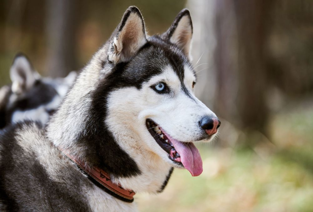 Husky Siberiano