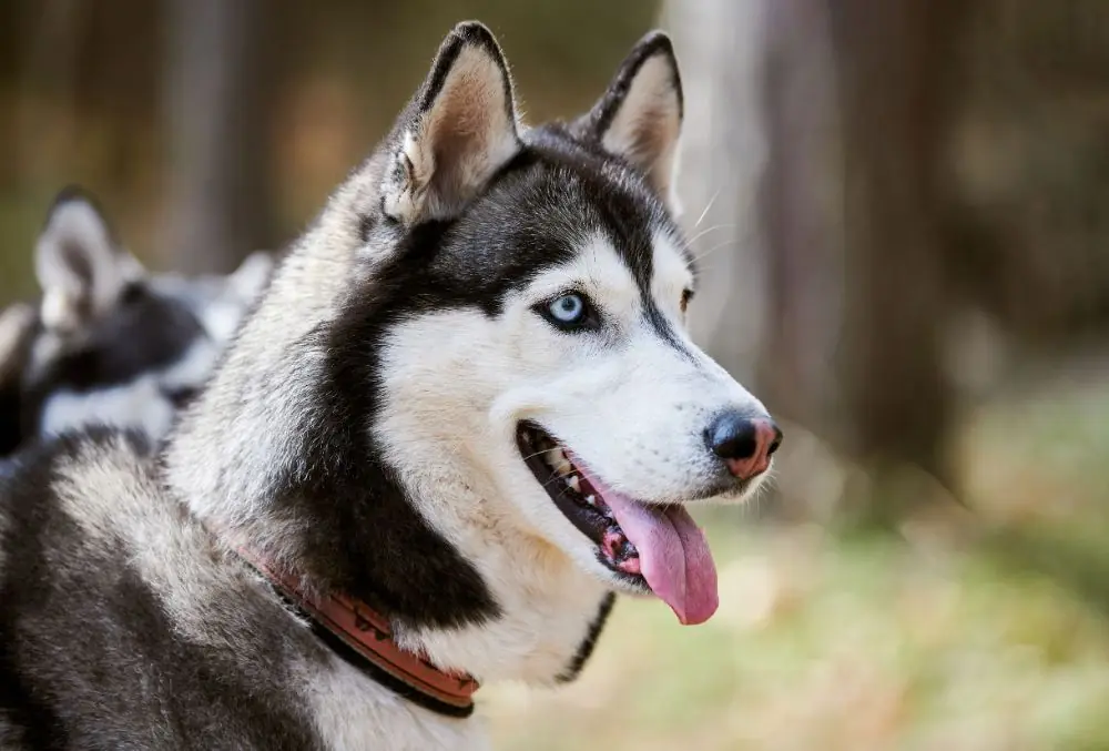 Husky Siberiano