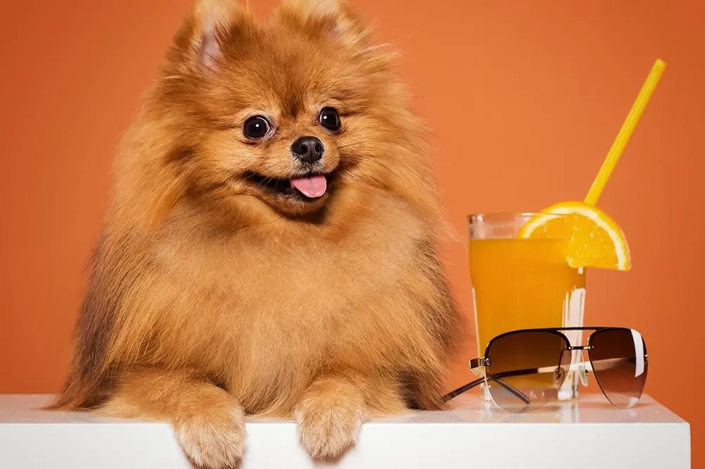 I benefici delle arance per i cani