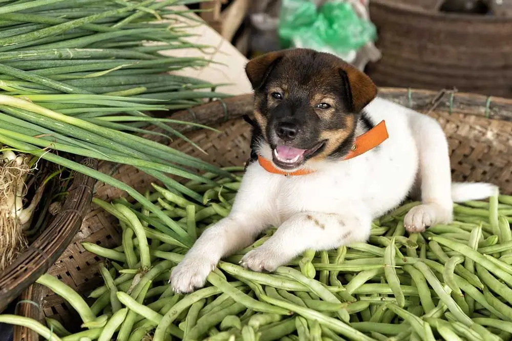I cani possono mangiare fagiolini?