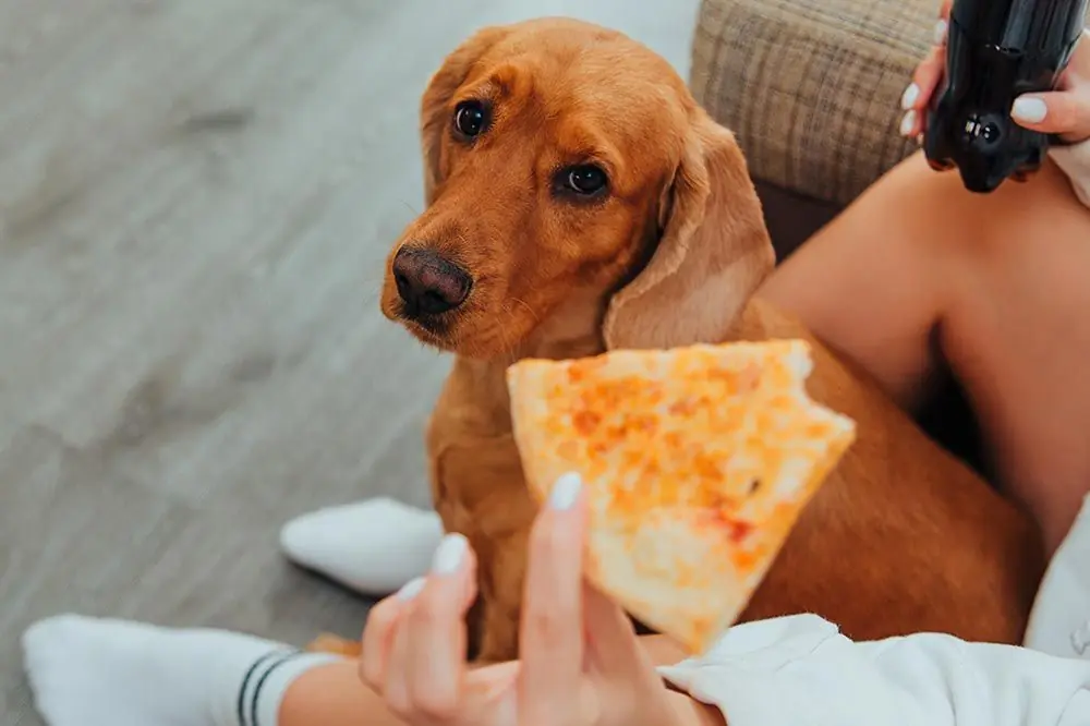 I cani possono mangiare la pizza?