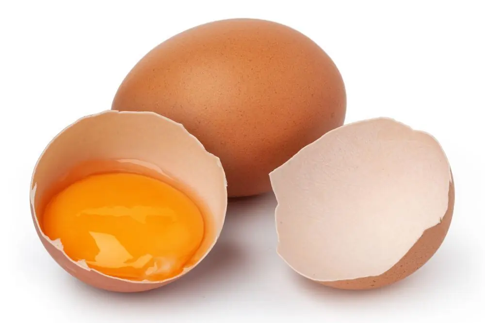 I cani possono mangiare uova crude o fritte