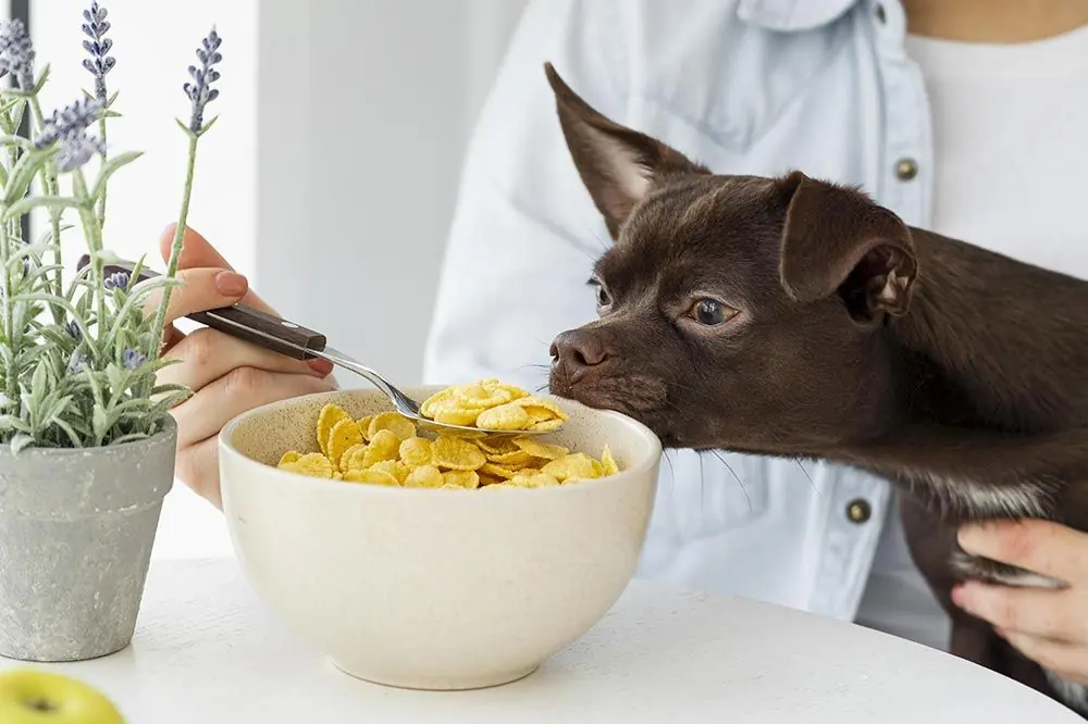 I cereali sono un alimento adatto al vostro cane?