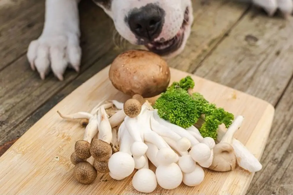 I funghi sono un buon alimento per il vostro cane?