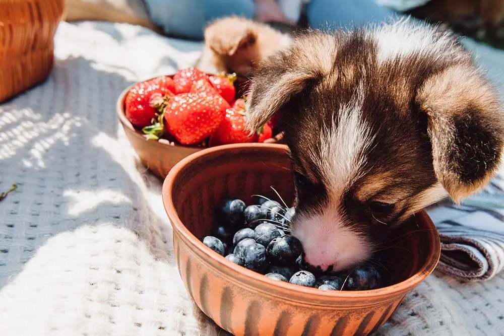 I mirtilli sono un alimento adatto al vostro cane? Scopritelo qui