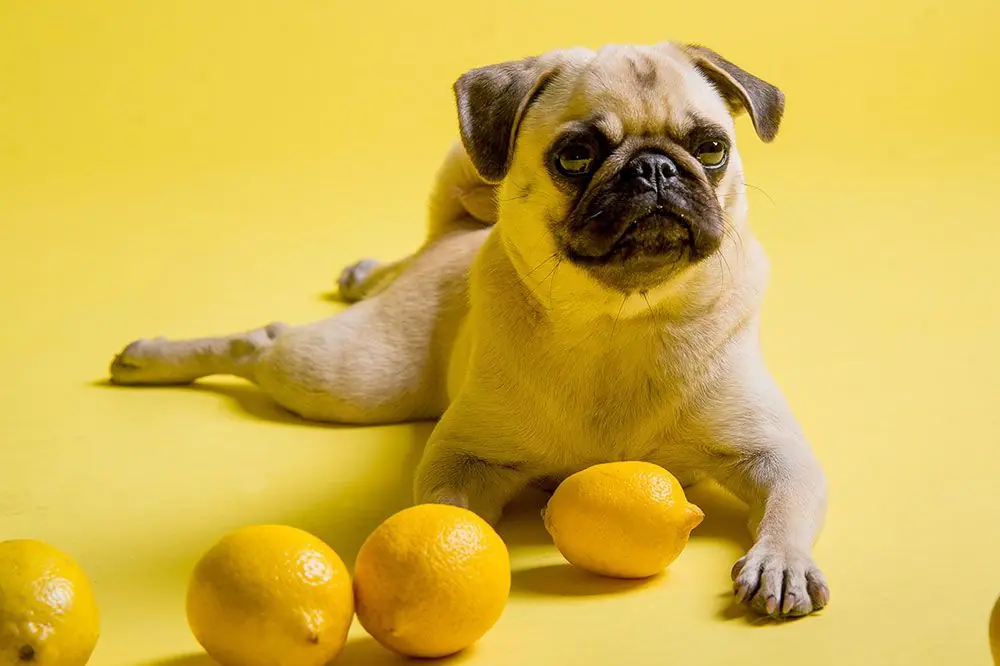 Il cane può mangiare il limone? Scoprilo qui