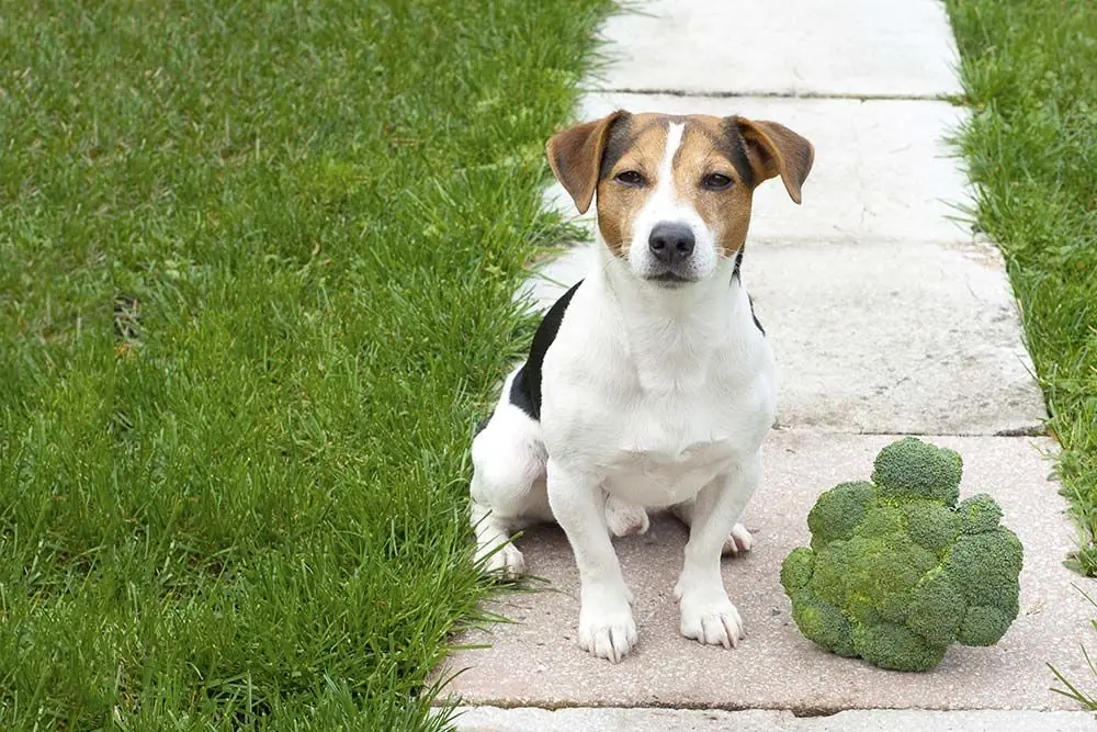 Il cane può mangiare i broccoli? Scoprilo qui