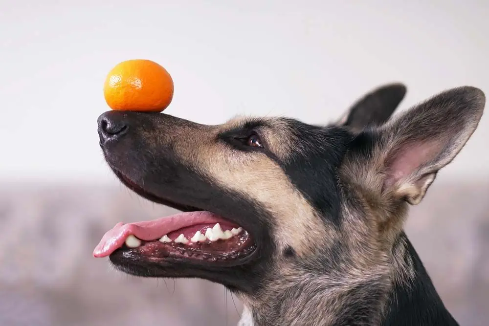 Il cane può mangiare i mandarini? Scoprilo qui