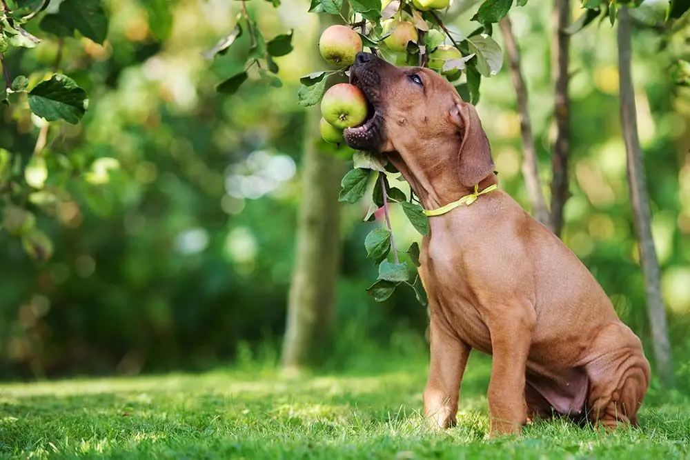 Il cane può mangiare le mele? Scopritelo qui