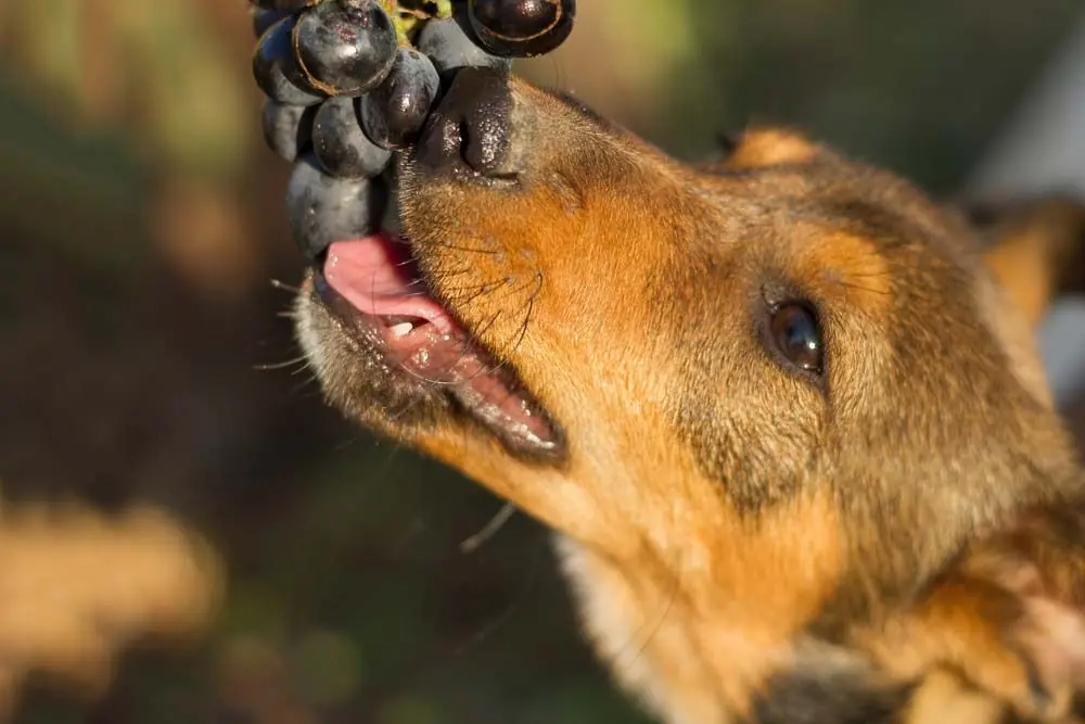 Il cane può mangiare l'uva? Scoprilo qui