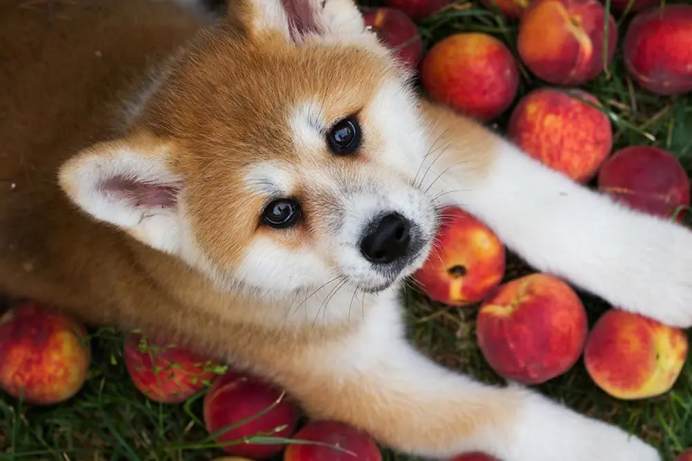 Il cane puo mangiare yogurt pesche