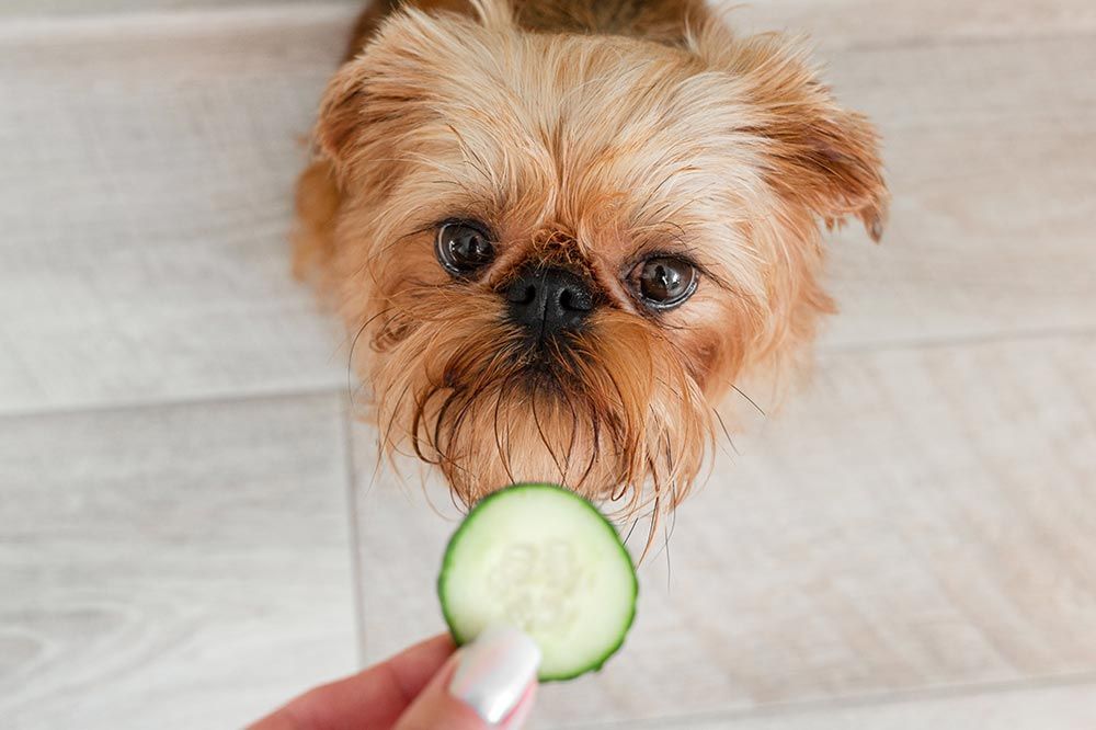 Il cetriolo e un alimento adatto al vostro cane