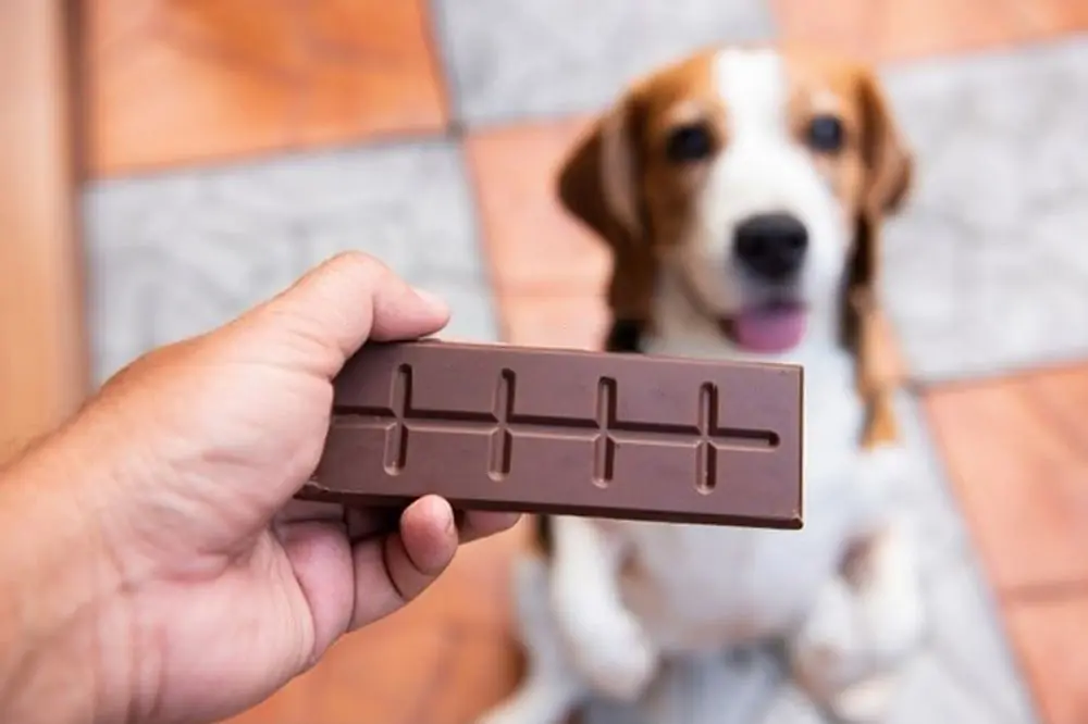 Il cioccolato è un alimento adatto al vostro cane?