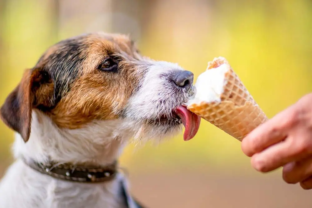 Il gelato e sicuro per il tuo cane