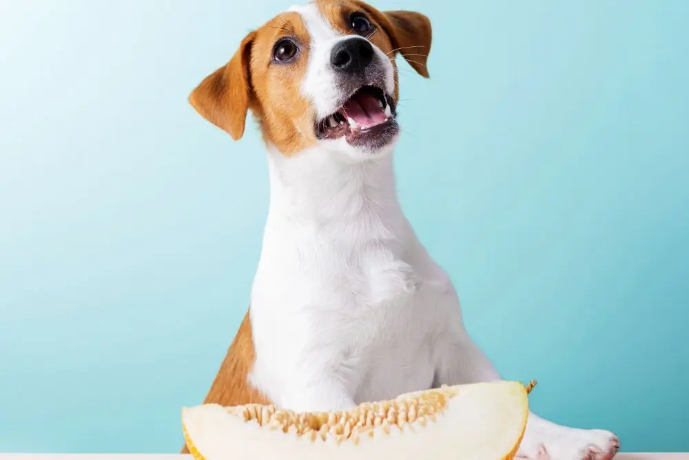 Il melone è un alimento adatto al cane?