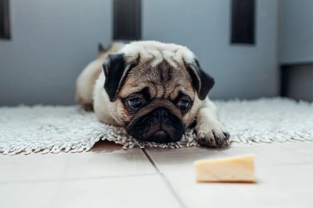 Il parmigiano è sicuro per il tuo cane?