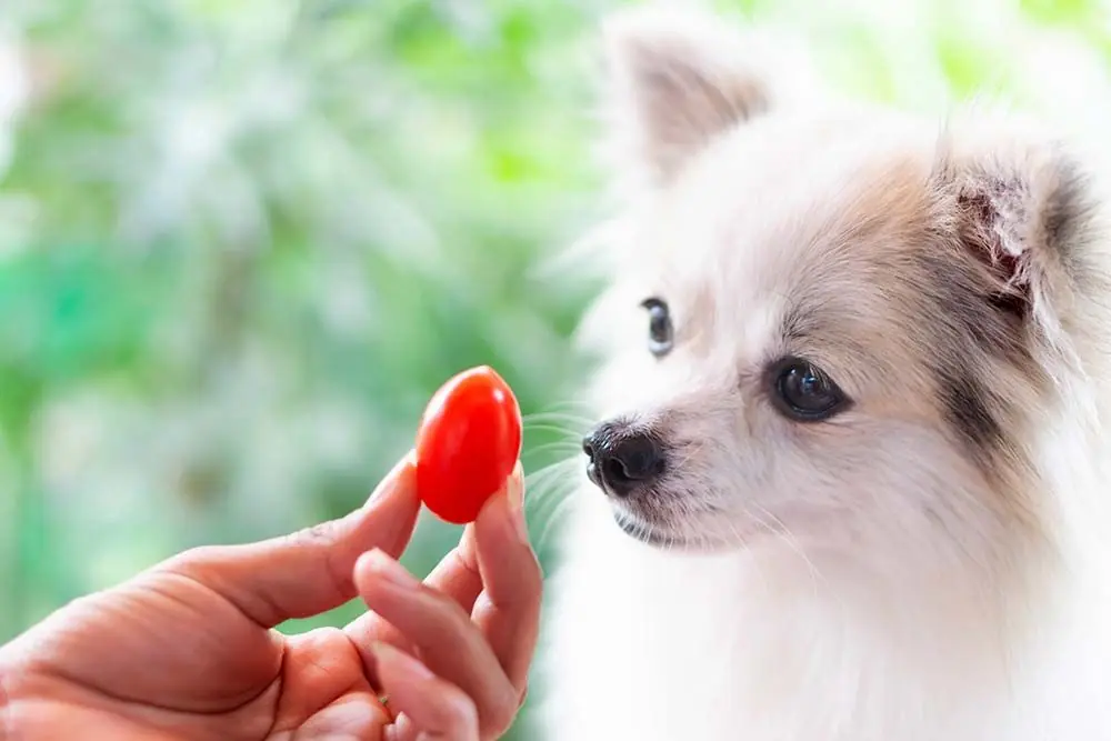 Il pomodoro è un alimento adatto al cane?