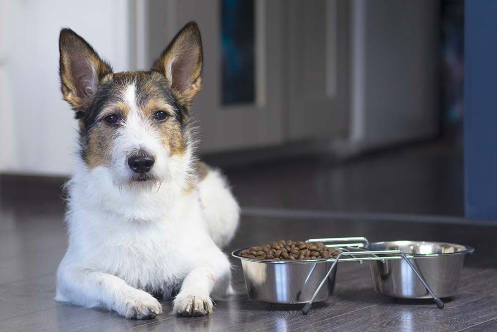 Il rapporto tra dieta e dermatite nei cani